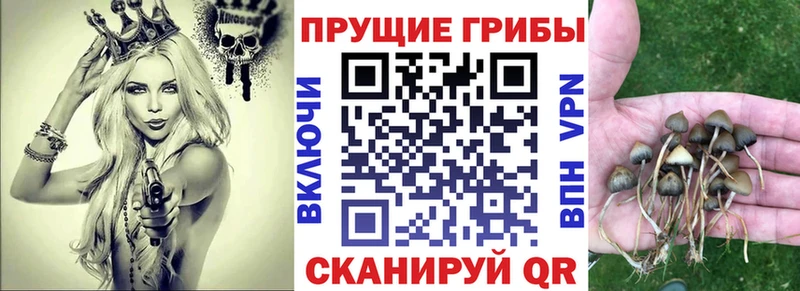 закладки Хадыженск Галлюциногенные грибы мицелий